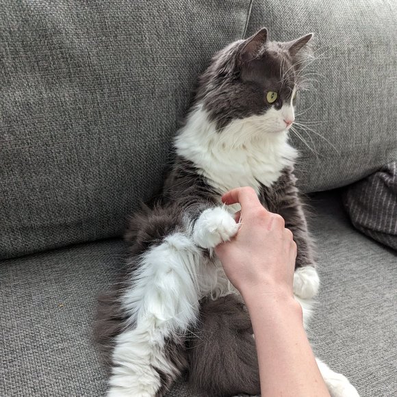 Meet your Posher, Anna - Picture 1 of 1